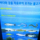 (주)경포아쿠아리움 이미지