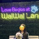 킹콩인테리어자재 | 부산애견카페 1티어 왈왈랜드 4회차 방문 후기