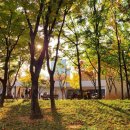 [한은화의 공간탐구생활] 오래된 나무 품은 책 쉼터, 공공건축의 미래 보여주다 이미지