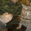 어도일식 이미지