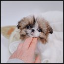 장군켄넬 이미지