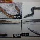 대통령 여름 보양식 아나고 이미지