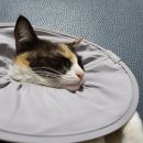 실이 그루밍 이미지