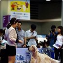 애견미용 이미지