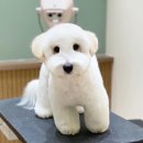 카멜리몽 이미지