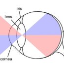 허원안과의원 | 125 신경⇒[감각기관⇒시각기관(눈)⇒"각종기관"⇒ 시신경(視神經)] 03