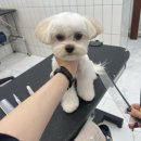 살롱드댕댕 이미지