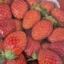 크리스마스 케이크 만들기 이미지