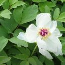 목단농장 이미지