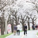 벚꽃길13 티스토리