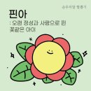 핀아 이미지