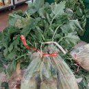 고창축산 | 김장 무우 고창 다발무 할인가격 할인기간 구매 후기