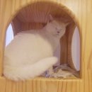 묘랑 고양이 전문호텔 이미지