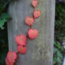 함허동천 야영장 이미지