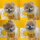 올라펫살롱 이미지