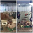 비케이팜 | 💦 무환수 어항 '테라비오톱' 가정집 설기 후기