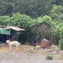 시골옻닭 이미지