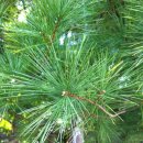 Pinus koraiensis [잣나무] 겉씨식물 구과식물아강 구과목 소나무과의 상록교목 이미지