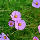 밝은행정사 이미지