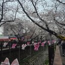 성주동행정복지센터(성산구 공단로 735) 앞 | 2026 진해군항제 주차장, 셔틀버스 정보 및 방문 후기