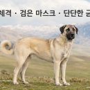 초원켄넬 네이버블로그