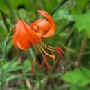 마조리 마을회관 이미지