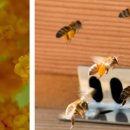 꿀벌태양광발전소 이미지