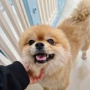 애견호텔 몽몽 이미지