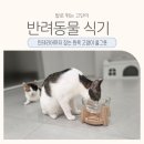 강아지 고양이 밥그릇 물그릇 우드인테리어까지 챙긴 베이비굿팻 엑스오 펫테이블