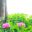 흥행 돌풍 [압수수색: 내란의 시작] 전격 무료 공개 이미지