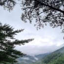 대관령 치유의 숲 이미지