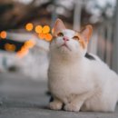 고양이 - 동해시 한섬로 128 | 고양이