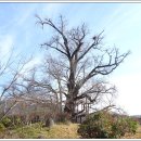 하촌할머니 이미지