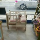 블링펫살롱 이미지