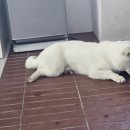 원두댕댕이 이미지