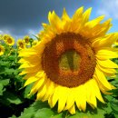 해바라기농장 이미지