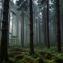 두루웰 캠핑장 | 철원 두루웰 숲속문화촌 자연휴양림 예약