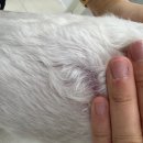 평촌동물병원 | 안양 범계 강아지 배에 빨간 반점 혈소판 감소증 평촌 바로외과동물병원 회복기