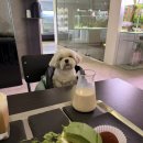 그린애견 | 체인지그린 커피 애견동반 두쫀쿠 후기, 일산 밤리단길 디저트 카페 추천