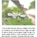 빨강머리 앤 이미지