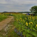 난정리(해바라기정원) 이미지