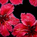 클레오파트라한의원 이미지