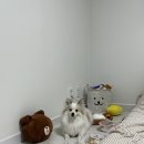 메트로펫 이미지