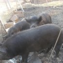 우리가축 인공수정 이미지