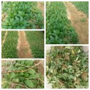 김종군농장 이미지