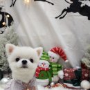 댕댕잡화점 이미지