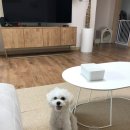 그루밍 멍 이미지