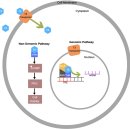 Re: thyroid 호르몬의 'metabolism' 조절기능 탐구!! 이미지