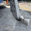 몽그루밍 | 부산 해운대, 비숑 가위컷 잘하는 애견미용샵 : 몽아띠