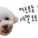 딩동댕 애견카페 이미지